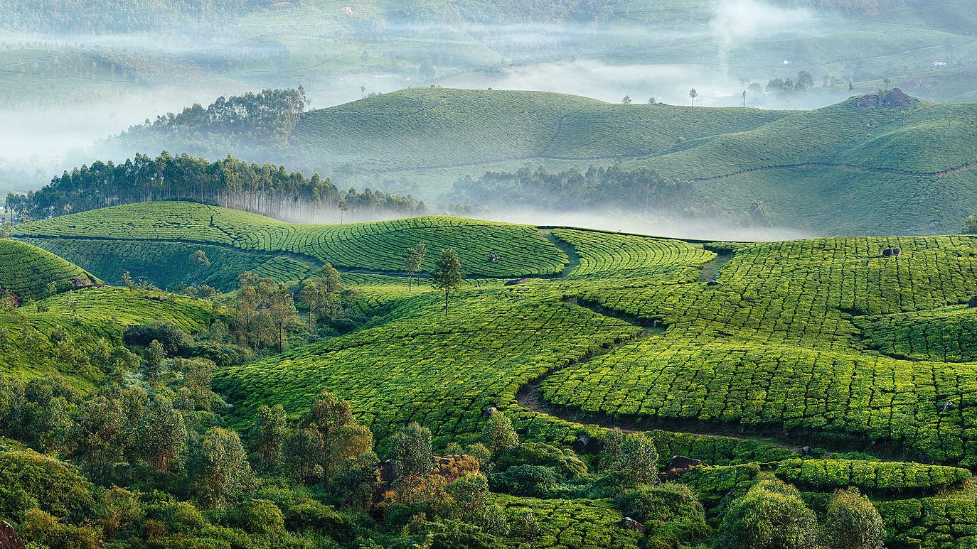 Landschaft mit Feldern, grüne Hügel, Nebel im Hintergrund