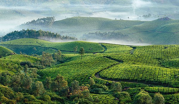 Landschaft mit Feldern, grüne Hügel, Nebel im Hintergrund